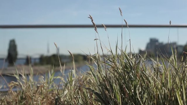 Green and Yellow ears of grass swaying in the wind in the sunny field ner the river