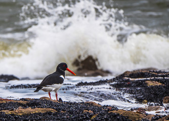 Oystercatcher on the Breton coast