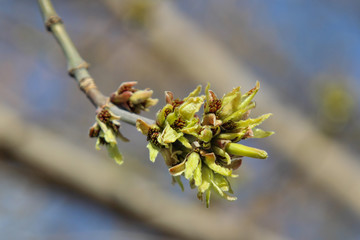 A maple tree (Acer negundo) buds beginning to bloom