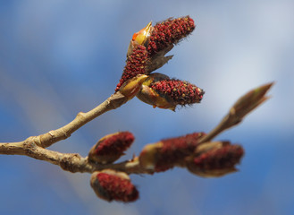 A poplar tree (Populus) catkins beginning to bloom