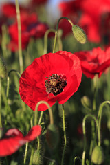 Obraz premium Dzikie czerwone maki kwitnące na łące