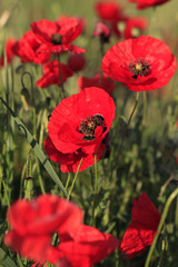 Obraz premium Wild red poppies blooming in a meadow