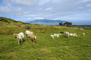 Viehweide auf der Insel Pico