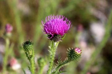 Fully open blooming flower of Greater burdock or Arctium lappa or Edible burdock or Lappa or Gobo or Beggars buttons or Thorny burr or Happy major biennial plant next to two flower buds starting to op
