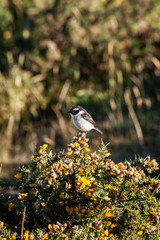 oiseau tec tec sur une branche d'épineux