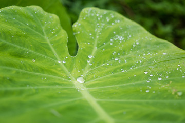 Water drops on green leaf, It's a concept about rainy season