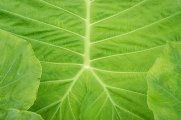Green leaf in the National Park, in the rainy season