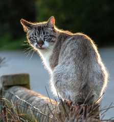Obraz premium Katze im Gegenlicht