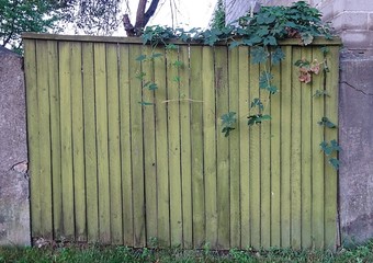 Old aged green wooden textured fence background with damaged paint 