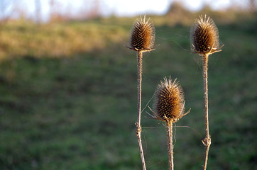 Obraz premium Vision Of Thorns