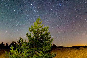 closeup pine tree in a prairie at the night under a starry sky, quiet night scene