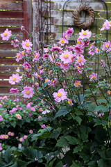 Fototapeta na wymiar Japan-Anemone in Pink