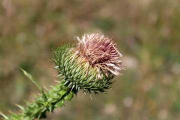 Greater burdock or Arctium lappa or Edible burdock or Lappa or Gobo or Beggars buttons or Thorny burr or Happy major biennial plant with fully dry flower head surrounded with pointy leaves on warm sun