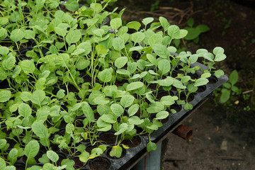Young plants in nursery plastic tray, Nursery vegetable farm
