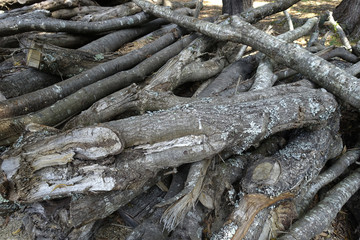 ramas cortadas