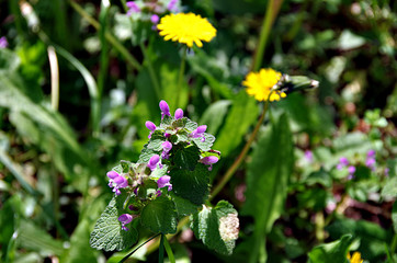 Spring Is In The Air