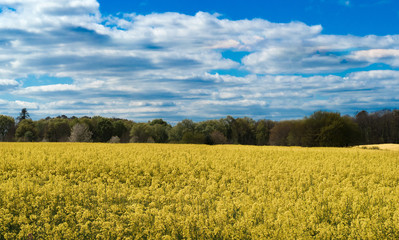 Obraz premium Rapsfeld unterm blauen Himmel