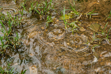 Falling water drops in lawn, Rainy day concepts
