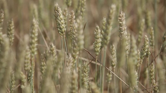 Field with yellow ears of rye and millet
