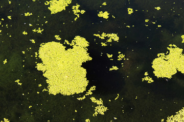 Green algae slime on a water surface