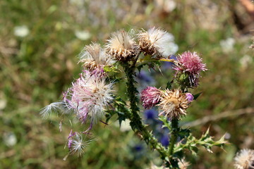 Greater burdock or Arctium lappa or Edible burdock or Lappa or Gobo or Beggars buttons or Thorny burr or Happy major biennial plants in various stages of life from closed flower buds to fully matured 