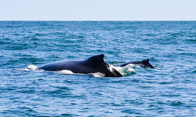 Fototapeta premium Whales 