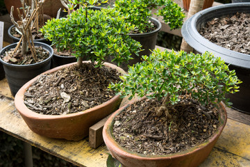 Bonsai Growing in pottery