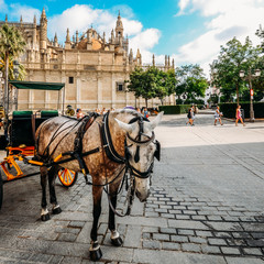 Naklejka na ściany i meble Horse-drawn carriages for hire on Plaza del Triunfo, Seville, Andalusia, Spain with Seville Cathedral in background