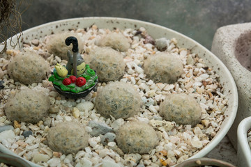 Cactus on wooden background, Cactus in pot on wooden background