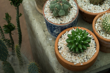 Cactus on wooden background, Cactus in pot on wooden background