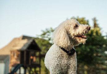 Dog With Bark Collar In Backyard