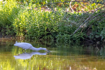 Obraz na płótnie Canvas snowy egret rippling water to scare up fish in pond at Rio Grande Nature Center State Park, Albuquerque, New Mexico