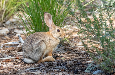 Naklejka na ściany i meble Young cottontail rabbit at Rio Grande Nature Center in Albuquerque, New Mexico