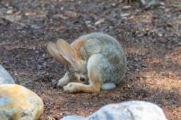 Young cottontail rabbit hunched on ground at Rio Grande Nature Center, Albuquerque, New Mexico