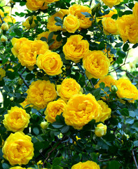 yellow roses