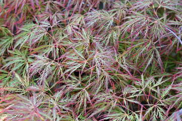 leaves of a japanese maple shrub