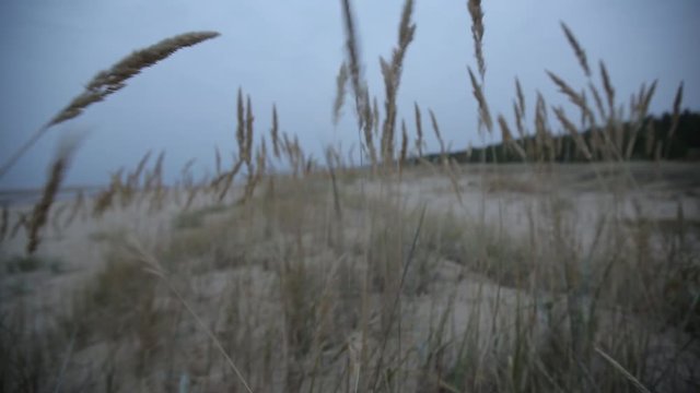 Yellow ears of grass swaying in the wind in the sunny field ner the Sea