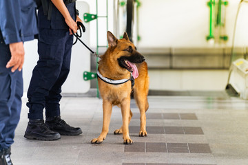 Police dog standing in the train station