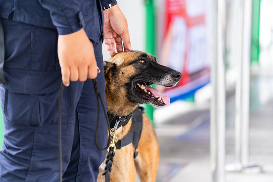 Police dog standing in the train station