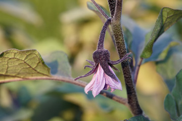 Eggplant or aubergine blossom, close up view