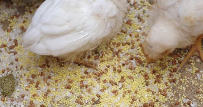 Small hens pecking grain