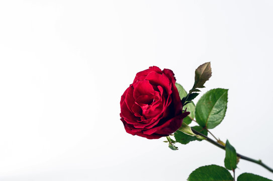 A bloody fresh red rose with green leaves, a symbol of love and romantic, with copy space on left, isolated on white background with clipping path. A great gift for your love one.
