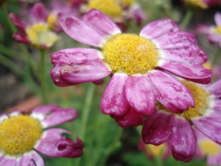 gros plan avec une marguerite aux pétales mauve dans un parterre de fleurs