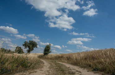 Obraz premium Felder, Getreidefelder, Weizen, Krakower See, Krakow am See, Mecklenburgische Seenplatte