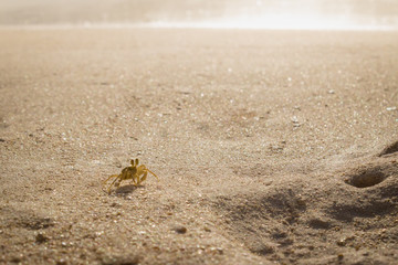 Strandkrabbe Abendstimmung am Strand