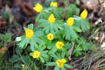 Eranthis hyemalis  (Eranthis hyemalis)