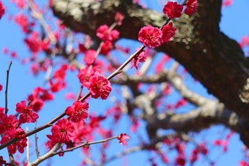 梅の花（鹿児島紅）