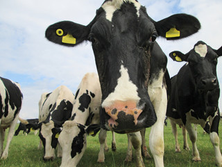 herd of dairy cows