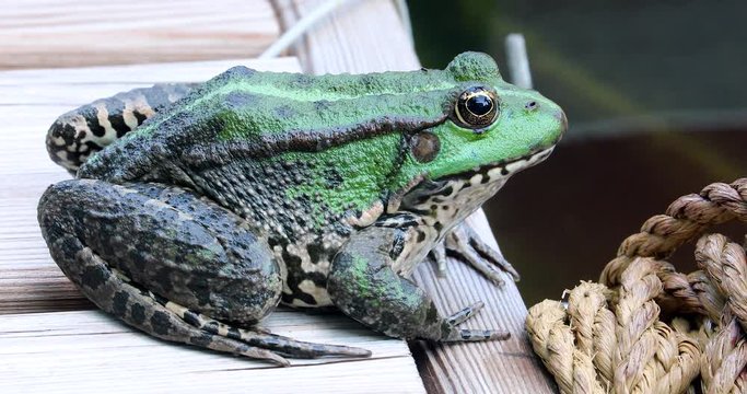 Perez's Frog. Close Up Portrait Of A Beautiful Iberian Green Frog, Also Known As Iberian Water Frog Or Coruna Frog (Pelophylax Perezi) - DCi 4K Resolution
