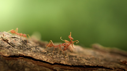 Red ants.